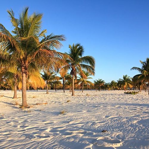 Cayo Largo spiaggia con palme soleggiate
