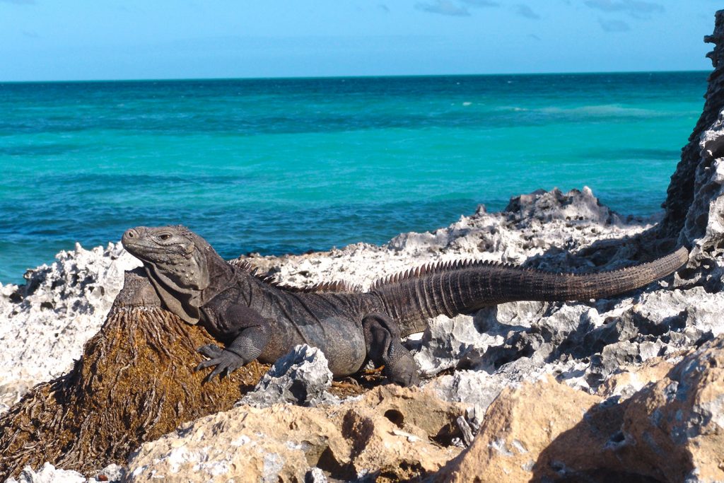 Playa Iguana, Cayo Largo, Cuba