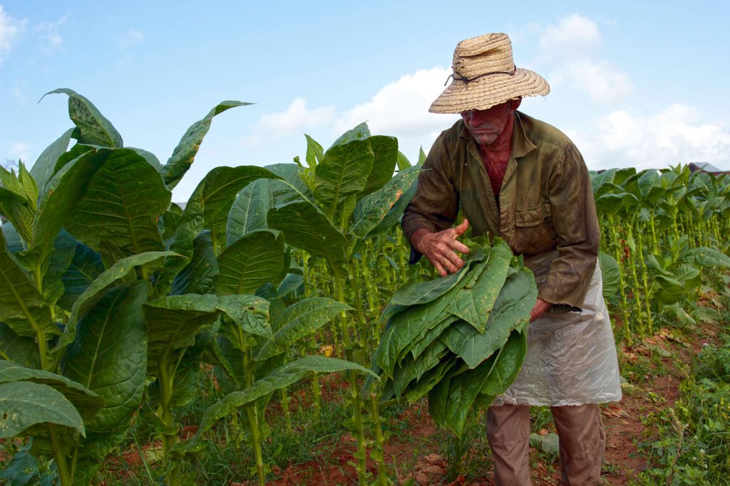 Plantación de Tabaco